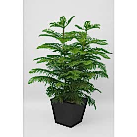 Araucaria Heterophylla Salon Çamı 2li C-SAK195