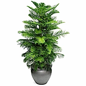 Araucaria Norfolk 2li Salon Camı C-SAK192