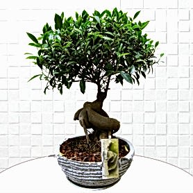 Beyaz Saksı Ficus Bonsai