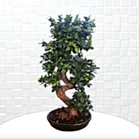 Büyük Boy Carmona Bonsai Agaç