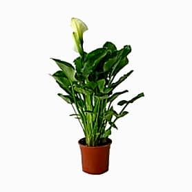 Gala Calla Mit Saksı Çiçeği C-SAK177