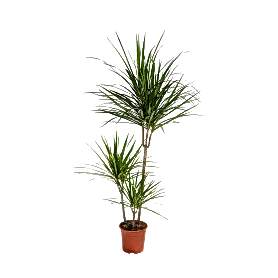 Dracaena Marginata 3'lü Saksı Çiçeği C-SAK179