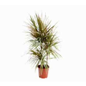 Drachenbaum Bicolor 3lu Saksı Çiçeği C-SAK181