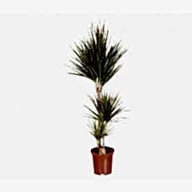 Dracaena Marg Saksı Çiçeği C-SAK174