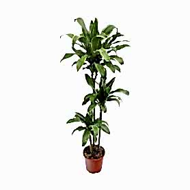 Drachenbaum Santa Rosa Saksı Çiçeği C-SAK170