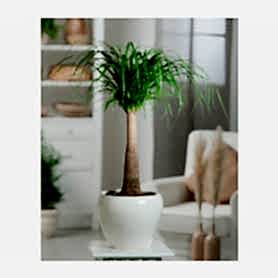 Nolina Beaucarnea Saksi Çiçegi C-SAK176