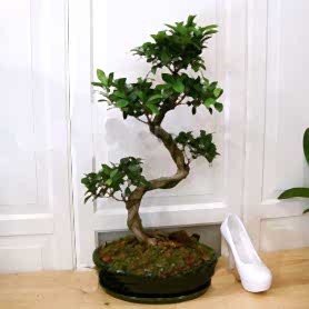 Ginseng Bonsai Ağacı