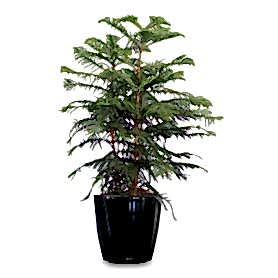 Norfolk Salon Cami Araucaria 3lü C-SAK193