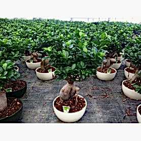 Ginseng Bonsai Ortaboy 