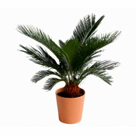 Palmfarn Cycas Saksi Çiçegi C-SAK169