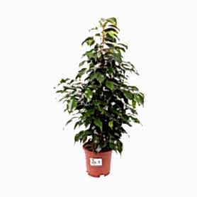 Yeşil Benjamin Saksı Çiçeği 50Cm C-SAK163