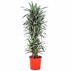 Yeşil Beyaz 5'li Dracena C-SAK147